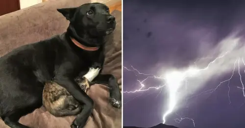 Pets be friends! Adorable photos show dog protecting terrified kitten from thunder