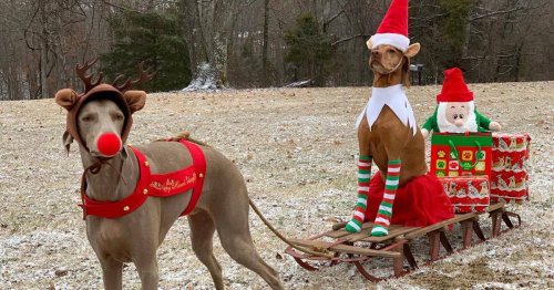 Cheeky dogs Roxie, Riley and Reka recreate Elf on the Shelf in adorable snaps
