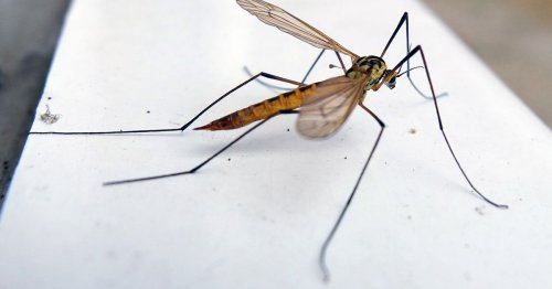 Spider expert explains what you should always do when you see daddy long legs