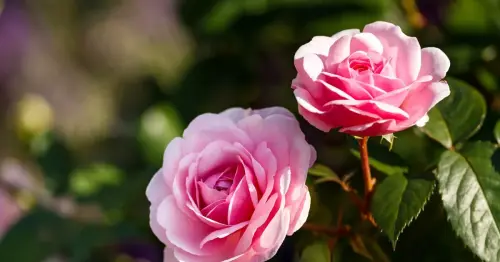 Roses grow the most beautiful blooms ever if kitchen waste item 'like gold' is used