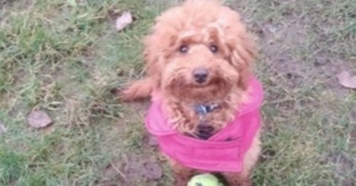 Woman's heartbreak as puppy killed 'by e-scooter' in hit-and-run tragedy