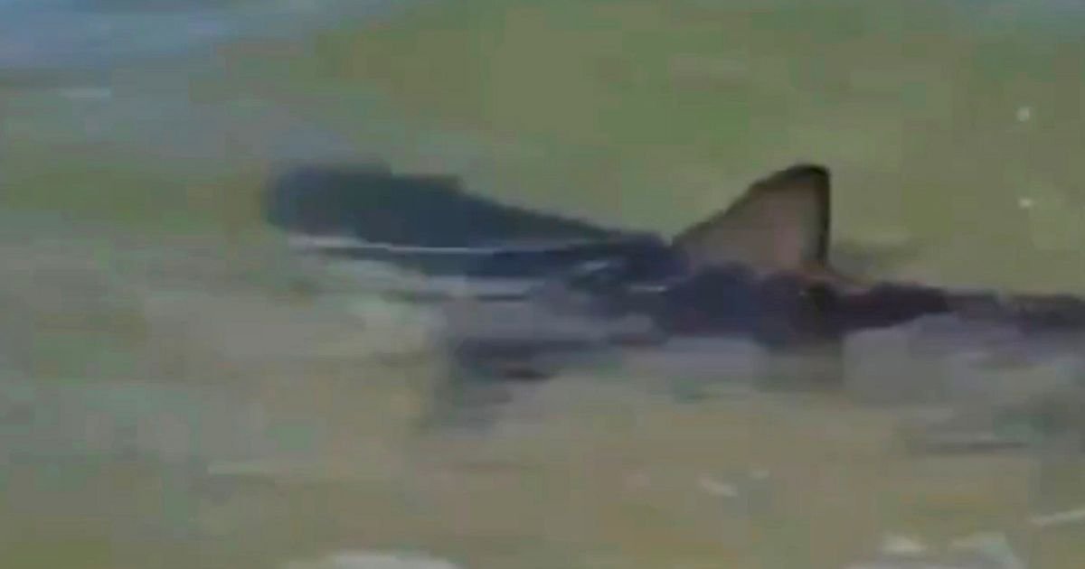 Hadera shark attack: Missing swimmer screamed four words as he was mauled off beach