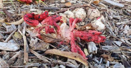 Bizarre 'devil's fingers' fungus that smells like rotting meat found in the UK