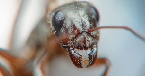 Alan Titchmarsh urges gardeners to do one thing to keep ants away