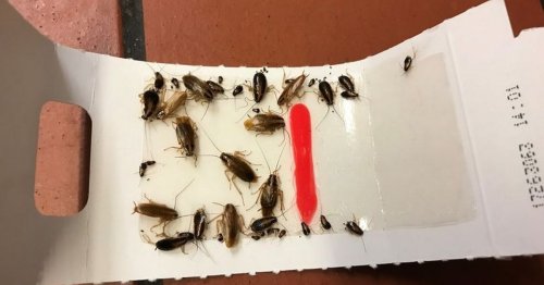 'Disgusting' takeaway slammed as cockroaches found through shop and on serving counter
