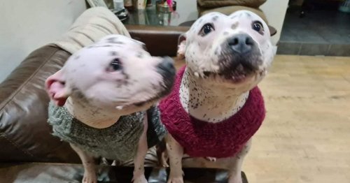 Hairless dogs who have to wear woolly jumpers looking for new home