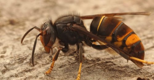 Asian hornet invasion in the UK fears as public urged to report sightings of deadly insect