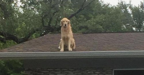 Woman forced to install sign outside house explaining why dog is always on roof