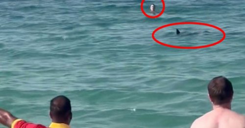 Shark circles two swimmers cutting them off from Dubai beach in terrifying footage