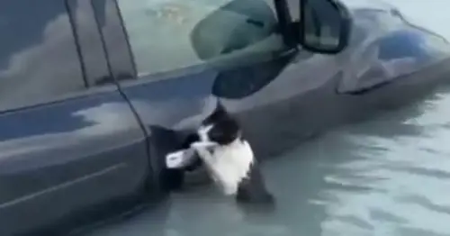 Dubai floods: Heartwarming moment police rescue cat from water after torrential rain