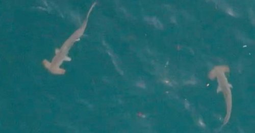 Two hammerhead sharks dodge netting to protect swimmers and stalk public beach
