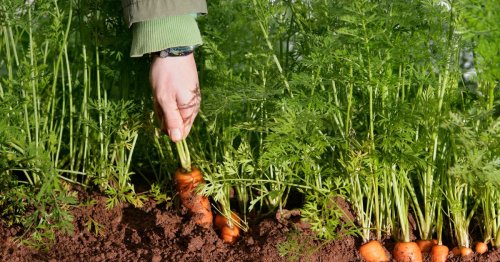 Gardeners urged to plant 10 vegetables in May to guarantee bumper crops