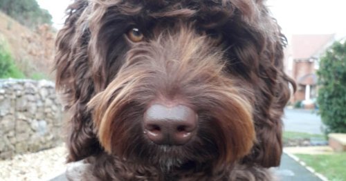 'Amazing' therapy dog helps save woman thinking of taking her own life