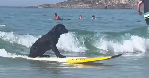 'Clever' dog leaves people in stitches as it's spotted surfing along a beach