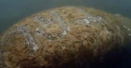 Divers find 'Trump' carved into body of manatee in horrific underwater footage