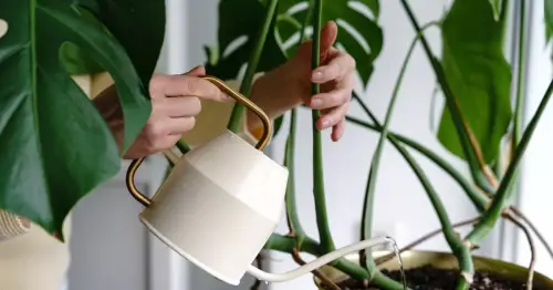 Cheap household hack to keep your plants watered while you're away from home
