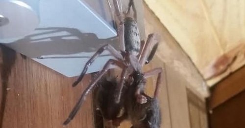 Terrifying moment giant hungry huntsman spider prepares to devour an entire possum