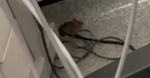 Terrifying footage shows mouse scurrying round hospital ward inches from mum-to-be's bed