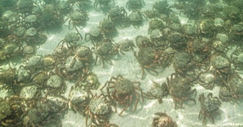 Thousands of venomous spider crabs swarm British beach in spectacular sight