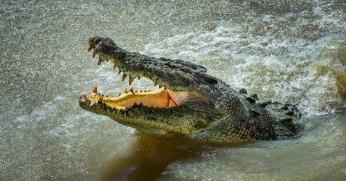 Brave man saves himself from brutal crocodile attack with help of 'one good hand'