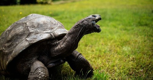 Tortoise Jonathan celebrates his 190th birthday as world's oldest living land animal