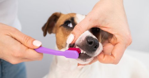Vet shows horrifying consequences from failing to brush your dog's teeth