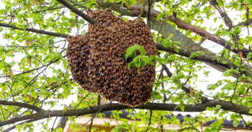 Man attacked and 'stung hundreds of times' after deadly honey bee nest disturbed