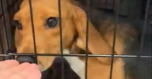 Dozens Of Beagles Rescued From Cruel Drug Experiment Appear Excited In