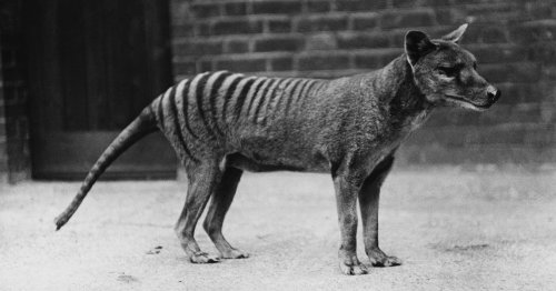 Mouse-sized marsupial could hold key to bringing Tasmanian tiger back from extinction