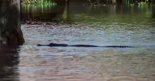Hurricane Ian chaos as alligator stalks flooded street during TV news report