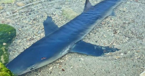 Ibiza holidaymakers shocked after spotting seven-foot shark swimming near beach