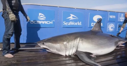 Massive 13ft great white shark weighing 1,437lbs named 'Breton' is tracked off US coast