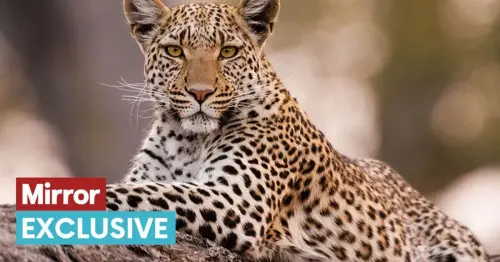 Proof leopards are roaming UK as big cat experts make 'phenomenal ...