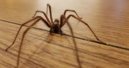 Woman slammed for calling 999 to demand police remove 'massive' spider from her house