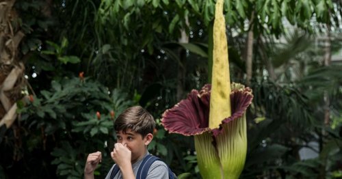 Tickets sell out to see corpse plant that smells of rotting flesh