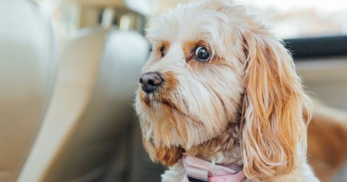 Vet shares common dog names she's tired of hearing and should stay in 2022