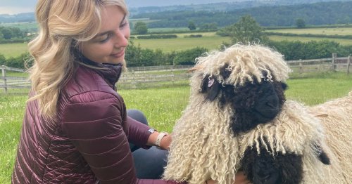Therapy sheep help 25-year-old woman recover from rare cancer