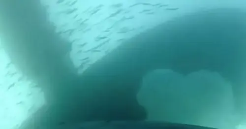 Incredible 'whalecam' footage shows life under the waves as humpbacks go hunting