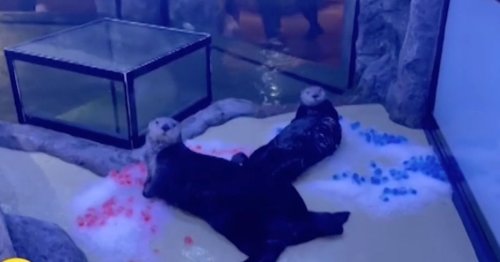 Psychic otters predict England vs Scotland result - but GMB hosts spot issue