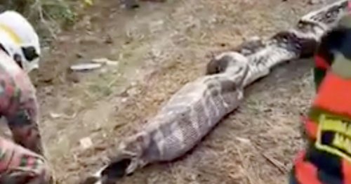 Monster 20ft python weighing 170lbs tracked down after devouring goat whole