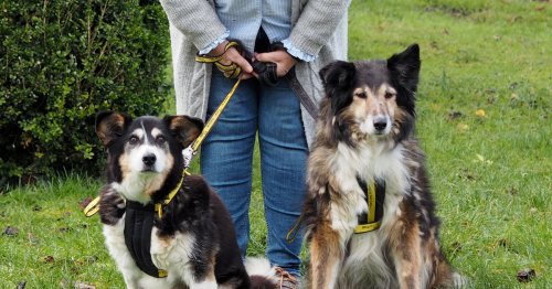 Rescue centre's oldest EVER pair of dogs with combined age of 34 finally find home