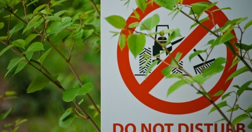 Britain's Japanese knotweed hotspots revealed in new map - how bad is it in your area?