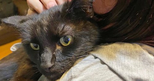 Mum reunited with cat missing for eight months after recognising meow over phone