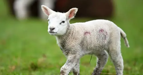 Easter warning as parents told not to let children touch lambs at petting zoos over risk of severe illness