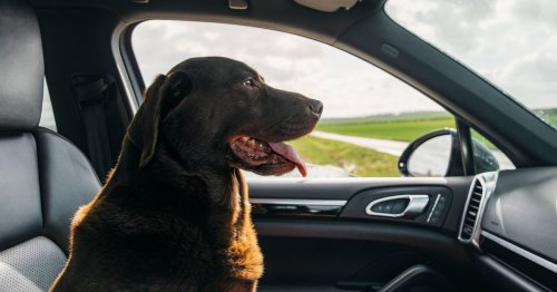 Why you shouldn't break a car window to rescue a dog on a hot day