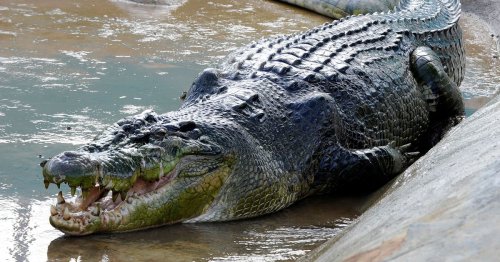 Giant crocodile which weighed 171-stone and 'ate fisherman and 12-year-old girl' died of stress