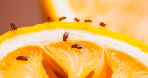 This Morning's Nancy Birtwhistle says 'keep flies out' using one simple trick