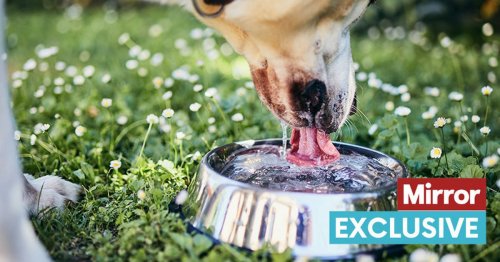 Vet warns of common dog bowl cleaning mistake that may cause people to fall ill