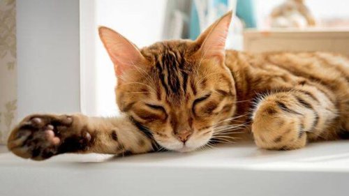 'I'm a vet and there are four cat breeds I'd never own myself'