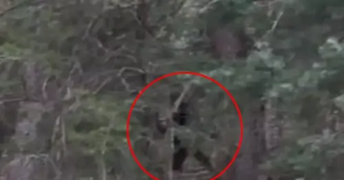 Does this footage show BIGFOOT stalking a nature photographer through the forest?